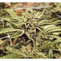 Humboldt Seeds Cinnamon Buddha OG - feminised