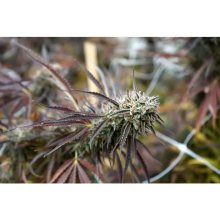 Humboldt Seeds Florida Gaspack - feminised