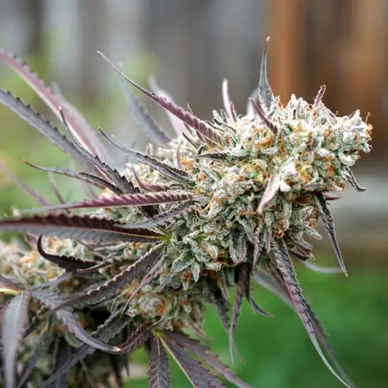 Humboldt Seeds Ice Cream Cake Fast Flowering - feminised