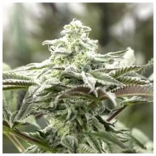 Humboldt Seeds Lemon Citron - feminised