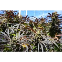 Humboldt Seeds Runtz Fast Flowering - feminised