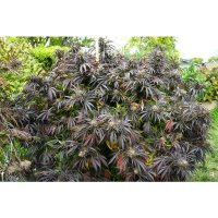 Humboldt Seeds White Runtz Fast Flowering - feminised