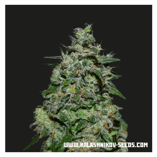 Kalashnikov Seeds AK Kush Express - feminised