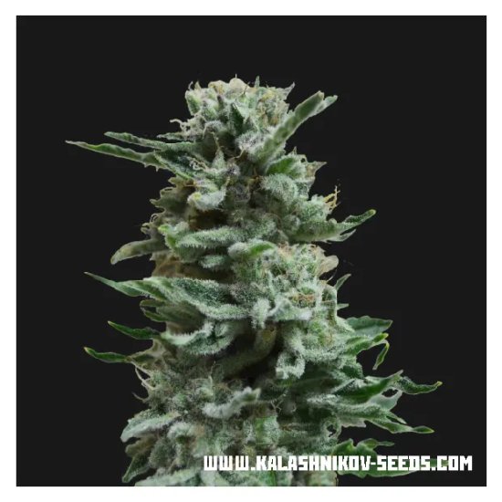 Kalashnikov Seeds AK Skunk Auto - feminised