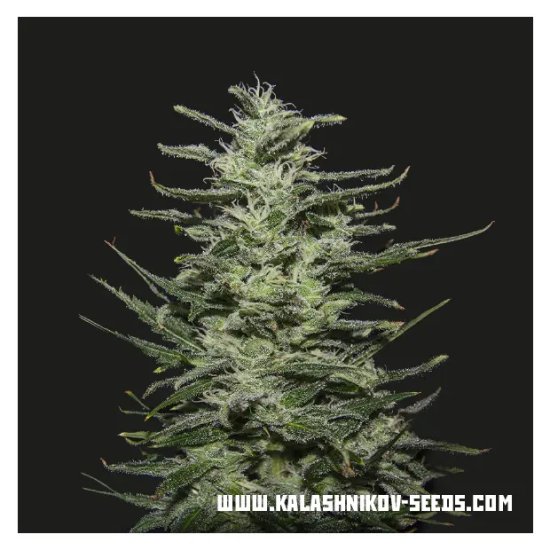 Kalashnikov Seeds Amnesia Molotov - feminised