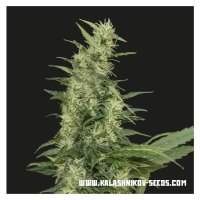 Kalashnikov Seeds Amur Giant Auto - feminised