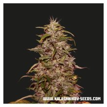 Kalashnikov Seeds Big Altai Sativa Express - feminised