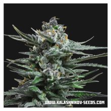 Kalashnikov Seeds Blue Acid Auto - feminised