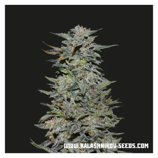 Kalashnikov Seeds Boy Scout Cookies - feminised