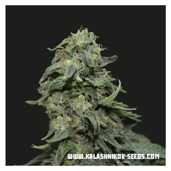 Kalashnikov Seeds Kabul Express - feminised