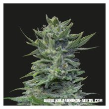 Kalashnikov Seeds Lavanda Cream - feminised