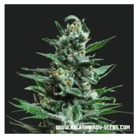 Kalashnikov Seeds Moscow Blue Berry Auto - feminised