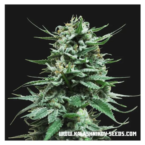 Kalashnikov Seeds Northern Russian Auto - feminised