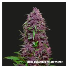 Kalashnikov Seeds Purple Mazar Auto - feminised