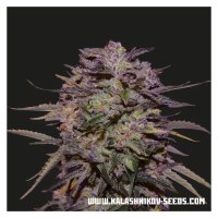 Kalashnikov Seeds Purple Russian Express - feminised