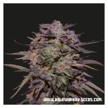 Kalashnikov Seeds Purple Russian Express - feminised