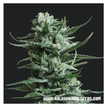 Kalashnikov Seeds Siberian Haze - feminised