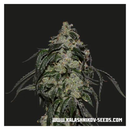 Kalashnikov Seeds Soyuz OG Express - feminised