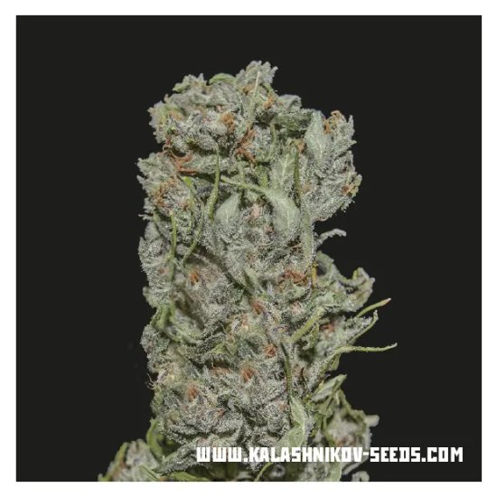 Kalashnikov Seeds White Critical Express - feminised