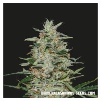 Kalashnikov Seeds White Russian OG - feminised