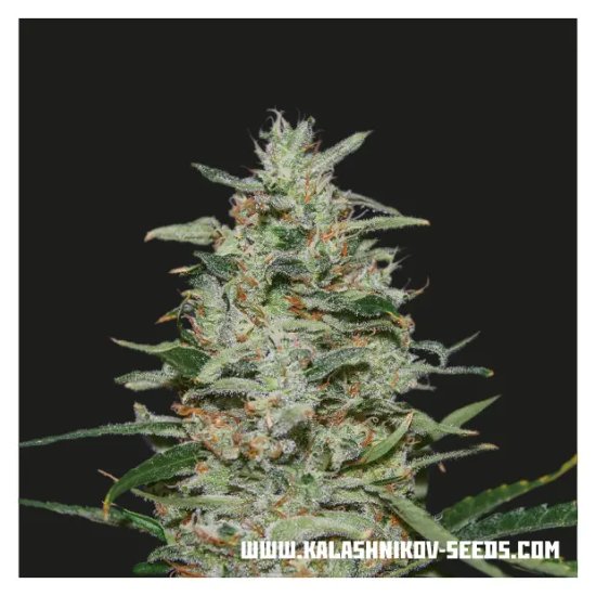 Kalashnikov Seeds White Russian OG - feminised