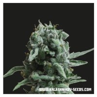 Kalashnikov Seeds White Widow 47 - feminised