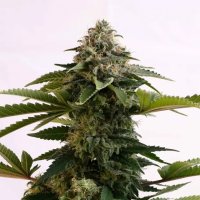 Kannabia Amnesia Dream XL Auto - feminised