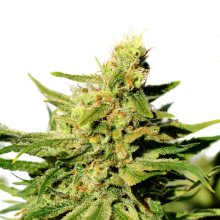 Kannabia BCN Diesel CBD - feminised