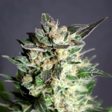 Kannabia Diesel Glue - feminised