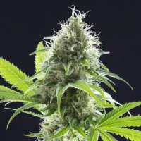 Kannabia Kama Kush CBD - feminised