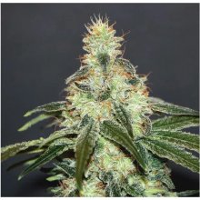 Kannabia Mataro Blue CBD - feminised