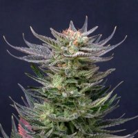 Kannabia Purple Auto Dream - feminised