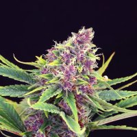 Kannabia Purple Kush - feminised