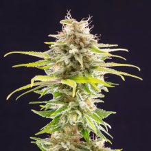 Kannabia Super OG Kush - feminised