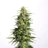 Kannabia Swiss Dream Auto CBD - feminised