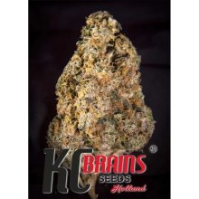 K.C. Brains Diamond Queen Kush Auto - feminised