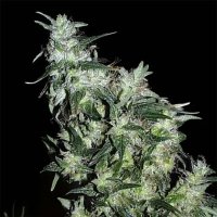 K.C. Brains Haze Special - feminised