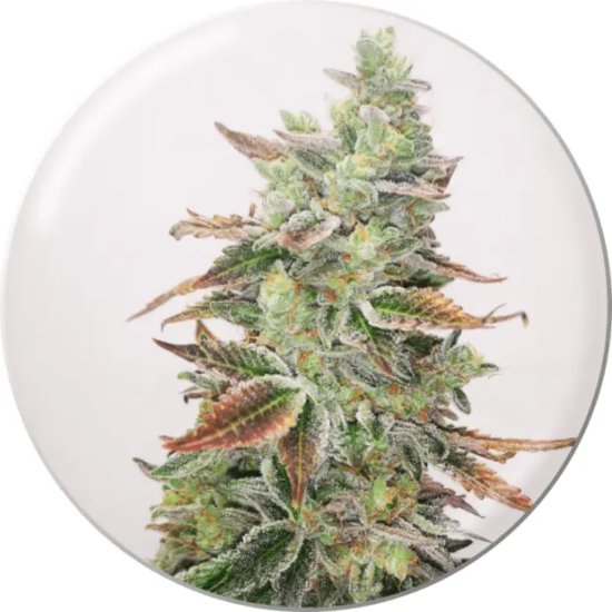 Medical Seeds Banana Purp - feminised