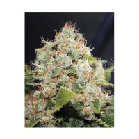 Medical Seeds Bcn Sour Diesel - feminised