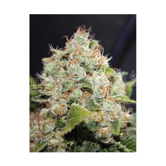 Medical Seeds Bcn Sour Diesel - feminised