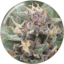 Medical Seeds Bluehell Auto - feminised