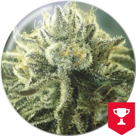 Medical Seeds Canadian Kush 2.0 - feminised