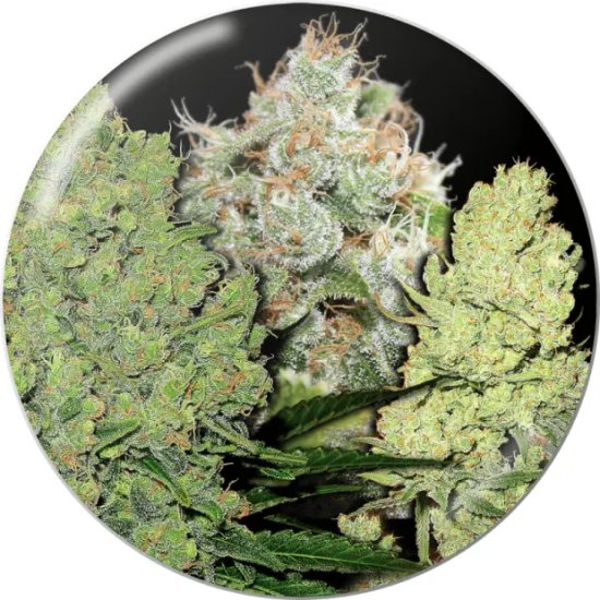 Medical Seeds Coleccion 1 - feminised