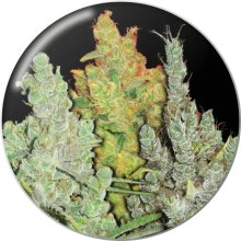 Medical Seeds Coleccion 2 - feminised