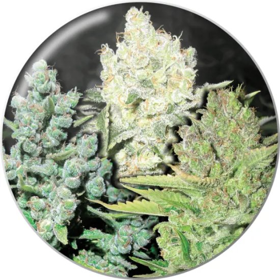 Medical Seeds Coleccion 4 - feminised