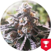 Medical Seeds Cookies Purple Punch - feminised