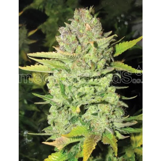 Medical Seeds Devil Fruit - feminised