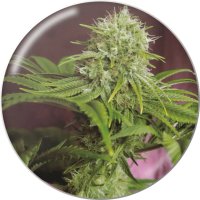 Medical Seeds Elixir Vitae CBD - feminised