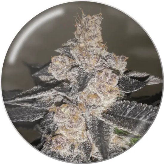 Medical Seeds Gelato 242 - feminised