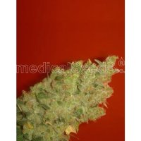 Medical Seeds Jack La Mota - feminised